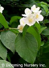 Philadelphus coronarius                 